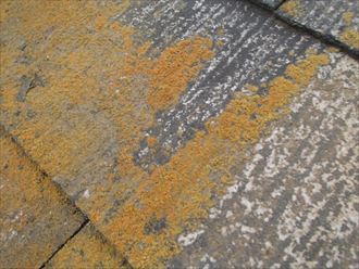 屋根材に発生した苔や藻