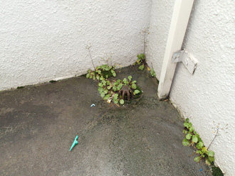 排水口付近で根を張る植物
