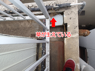 陸屋根の排水口に草が生えている