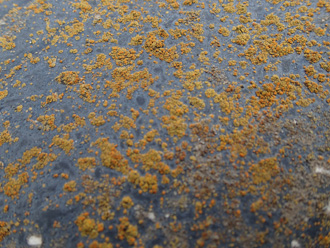 スレート表面に苔が繁殖