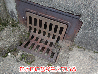 陸屋根の排水口に苔が生えている