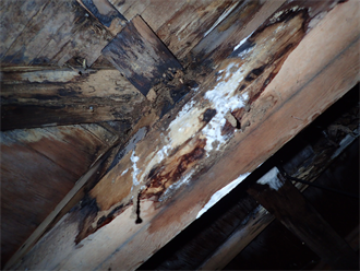 小屋裏で発生している腐朽菌