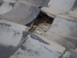 瓦が剥がれている