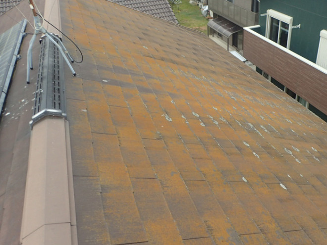 屋根に生えた苔