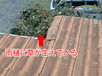 雨樋に草が生えている