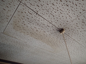 雨漏りで天井にシミが出来ている