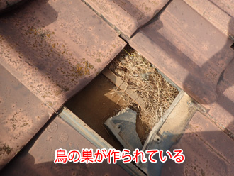 鳥の巣が作られている