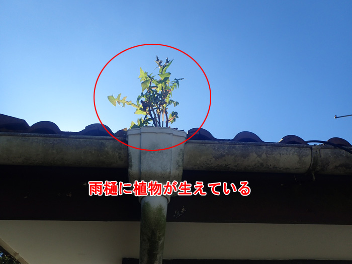 雨樋の詰まりも雨漏りの原因になる