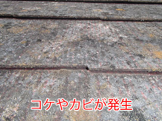 コケやカビが発生