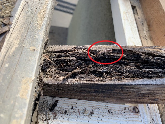 垂木腐食虫発生