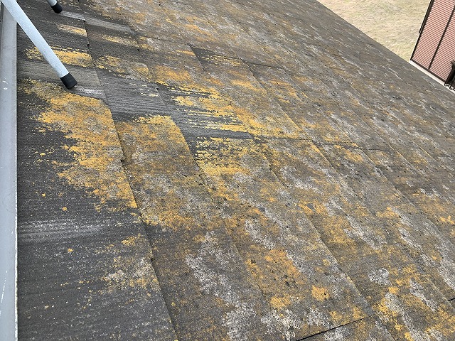 コケや藻が見られる屋根