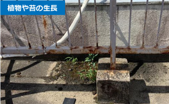 植物や苔の生長