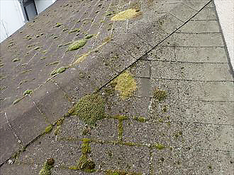 アスファルトシングルの表面に苔が発生