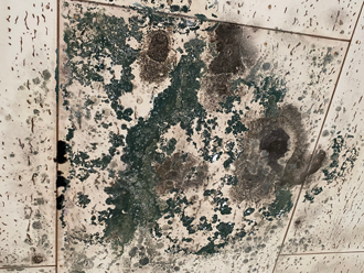 茂原市木崎にて経年劣化による雨漏りのご相談、屋根と外壁のメンテナンスをご提案