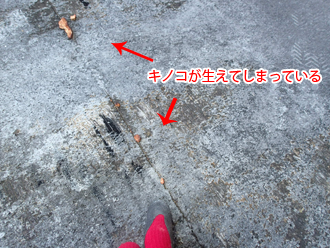 キノコが生えてしまっている