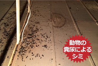 動物の糞尿によるシミ