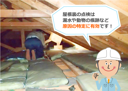 屋根裏の点検は漏水や動物の痕跡など原因の特定に有効です！