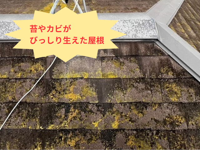 杉戸町で屋根の苔は劣化のサイン！スーパーガルテクトで美観と耐久性を同時に手に入れる方法
