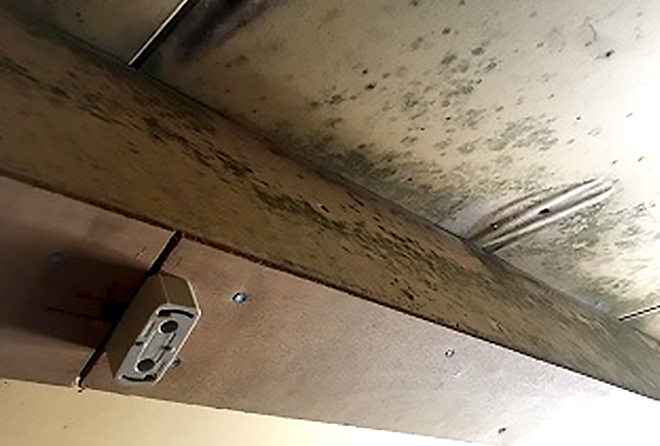 天井を点々と覆う大量のカビ