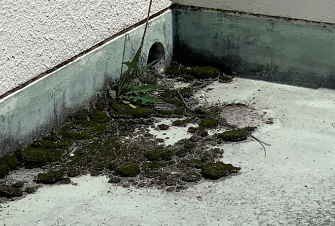 排水溝に詰まった土や苔
