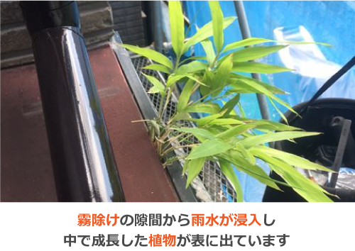 霧除けの隙間から雨水が浸入し中で成長した植物が表に出ています