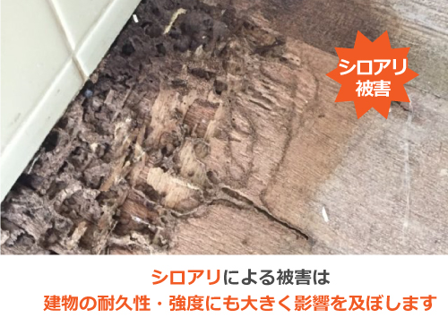 雨漏りによる白アリ被害