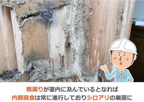雨漏りが室内に及んでいるとなれば内部腐食は常に進行しておりシロアリの巣窟に