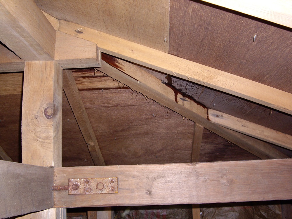 変な匂いは雨漏りが原因かも？カビやシロアリの被害も！