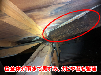 雨水で黒ずみ、カビや苔が繁殖した天井裏の柱