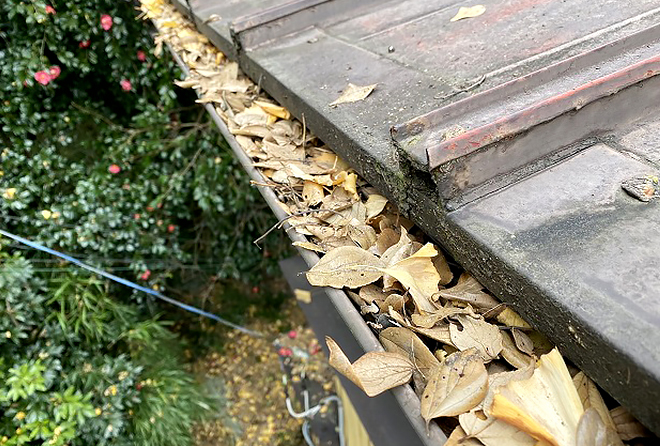 雨樋に大量の落ち葉が詰まっています