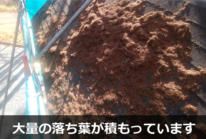 大量の落ち葉が積もっています