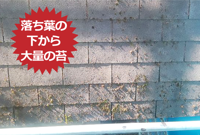 落ち葉の下から大量の苔