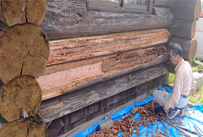 腐食しボロボロになった丸太を職人がノミを使って削ります