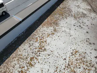 シート防水にカビ、苔が発生