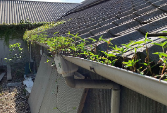 雨樋に生い茂る草