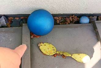 雨樋に落ち葉とゴムボールが散乱