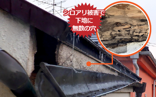 シロアリ被害で下地に無数の穴