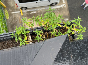 雨樋に土と草が生えています