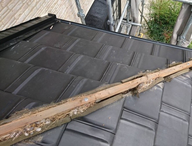 棟の下の鳥の巣