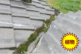 植物によるオーバーフロー